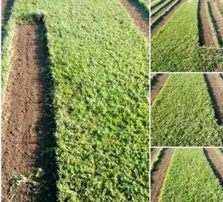 LM Berea Shade, Kikuyu Buffalo and Royal Blue