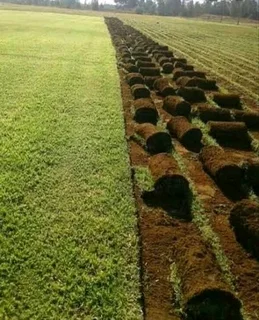 Farm fresh evergreen instant lawn