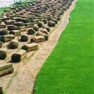 Farm fresh evergreen instant lawn