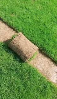 Farm fresh evergreen instant lawn