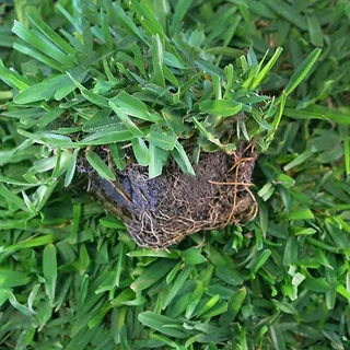 Farm fresh evergreen instant lawn