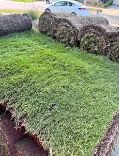 Farm fresh evergreen instant lawn
