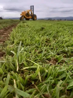Lm Berea Shade Kikuyu Buffalo And Royal Blue