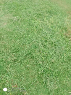 LM BEREA SHADE KIKUYU BUFFALO and ROYAL BLUE