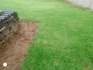 LM BEREA SHADE KIKUYU BUFFALO and ROYAL BLUE