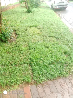 LM BEREA SHADE KIKUYU BUFFALO and ROYAL BLUE