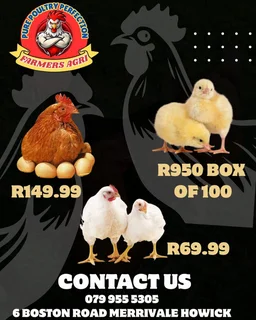 Poultry - Ad posted by Farmer Agri