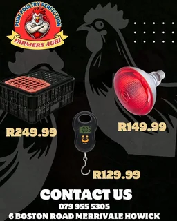 Chicken, Crates and layer Cages equipment