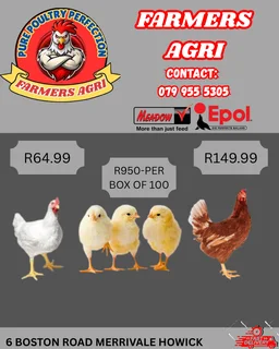 Chicken and Crates equipment and Layer Cages equipment