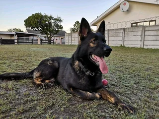 Ddr working line pups