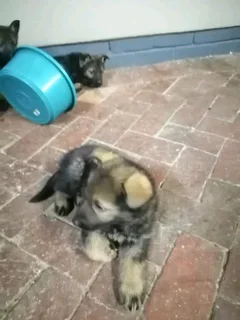 Ddr working line pups