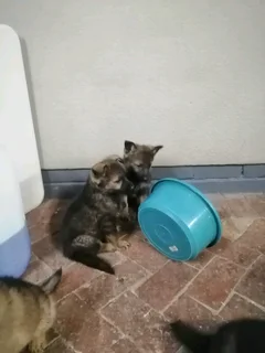 Ddr working line pups