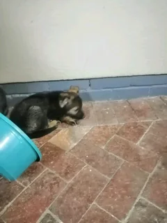 Ddr working line pups