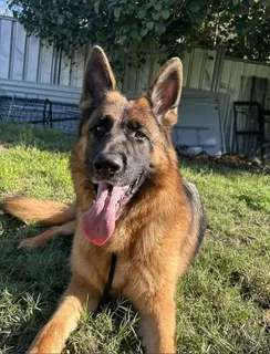 R1300. Beautiful German shepherd puppy