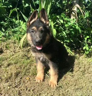 R1300. Beautiful German shepherd puppy