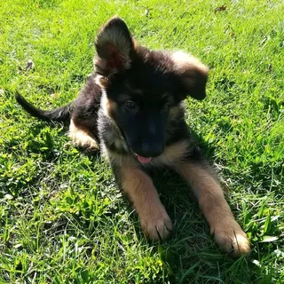 R1300. Beautiful German shepherd puppy