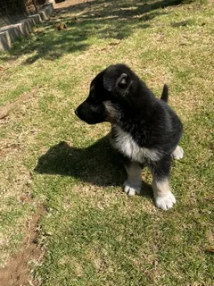 R1300. Beautiful German shepherd puppy