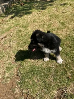 R1300. Beautiful German shepherd puppy