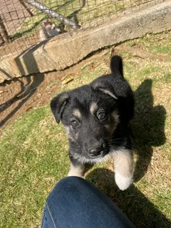 R1300. Beautiful German shepherd puppy