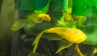 Fish - Ad posted by Lee