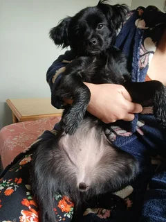 cute small breed puppy -chi-poo (4 months old)