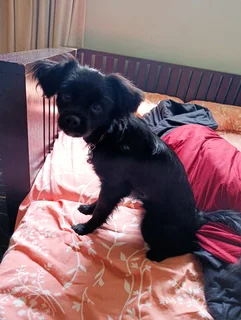 cute small breed puppy -chi-poo (4 months old)