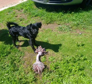 cute small breed puppy -chi-poo (4 months old)