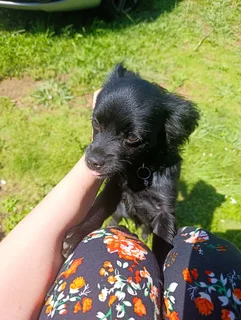 cute small breed puppy -chi-poo (4 months old)