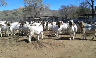 Boerbok and dorper sheep