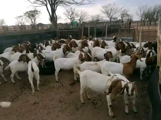Boerbok and dorper sheep