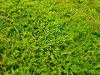 We supply kikuyu grass buffalo grass Lm berea grass and cynodon grass