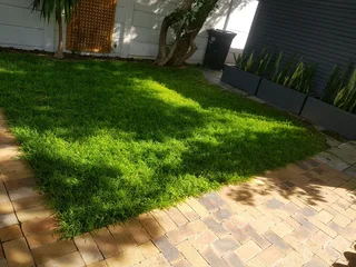 We supply kikuyu grass buffalo grass Lm berea grass and cynodon grass