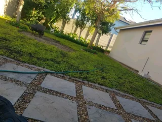 We Supply Kikuyu Grass Buffalo Grass Lm Berea Grass And Cynodon Grass