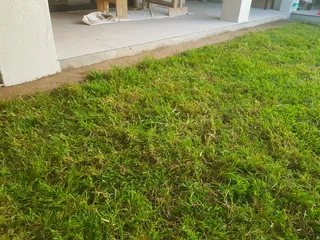 We supply kikuyu grass buffalo grass Lm berea grass and cynodon grass