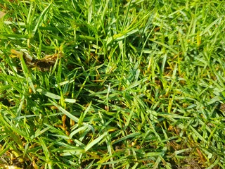 We supply and deliver compost and topsoil, fresh from the farm with no smell. Our products include p