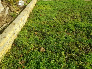 We supply kikuyu grass buffalo grass Lm berea grass and cynodon grass