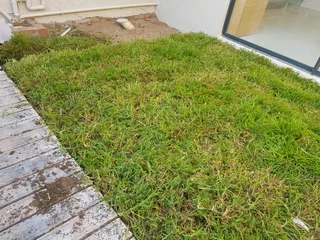 We supply kikuyu grass buffalo grass Lm berea grass and cynodon grass