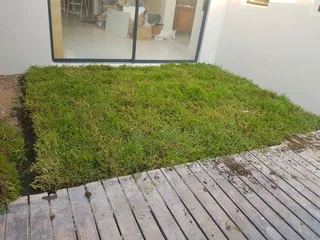 We supply kikuyu grass buffalo grass Lm berea grass and cynodon grass