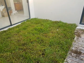 We supply kikuyu grass buffalo grass Lm berea grass and cynodon grass