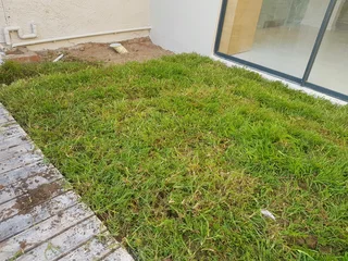 We supply kikuyu grass buffalo grass Lm berea grass and cynodon grass