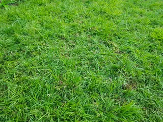 We supply kikuyu grass and cynodon grass