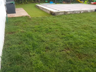 We supply kikuyu grass buffalo grass Lm berea grass and cynodon grass