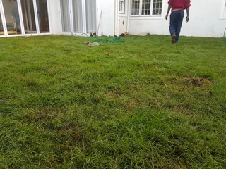 We supply kikuyu grass buffalo grass Lm berea grass and cynodon grass