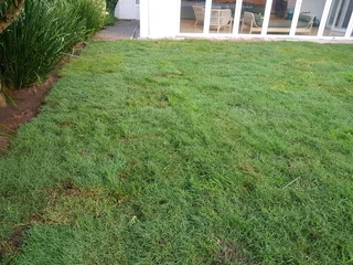 We supply kikuyu grass buffalo grass Lm berea grass and cynodon grass