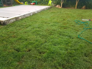 We supply kikuyu grass buffalo grass Lm berea grass and cynodon grass