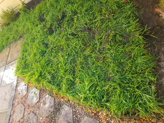 We supply kikuyu grass buffalo grass Lm berea grass and cynodon grass and cynodon grass