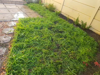We supply kikuyu grass buffalo grass Lm berea grass and cynodon grass and cynodon grass