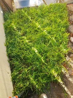 We supply kikuyu grass buffalo grass Lm berea grass and cynodon grass and cynodon grass