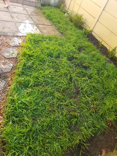 We supply kikuyu grass buffalo grass Lm berea grass and cynodon grass and cynodon grass