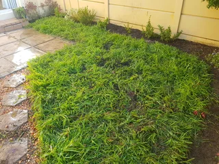 We supply kikuyu grass buffalo grass Lm berea grass and cynodon grass and cynodon grass